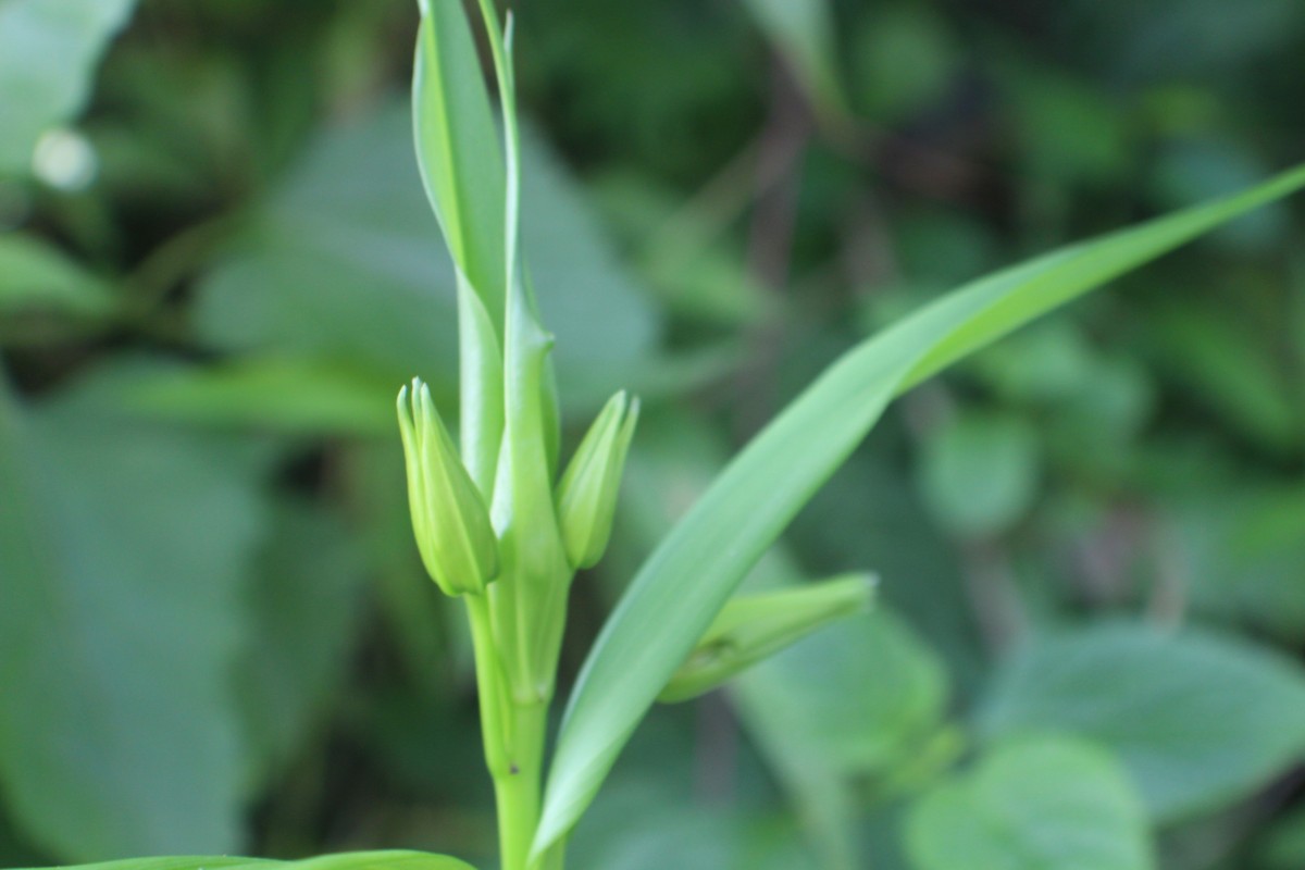 Gloriosa superba L.